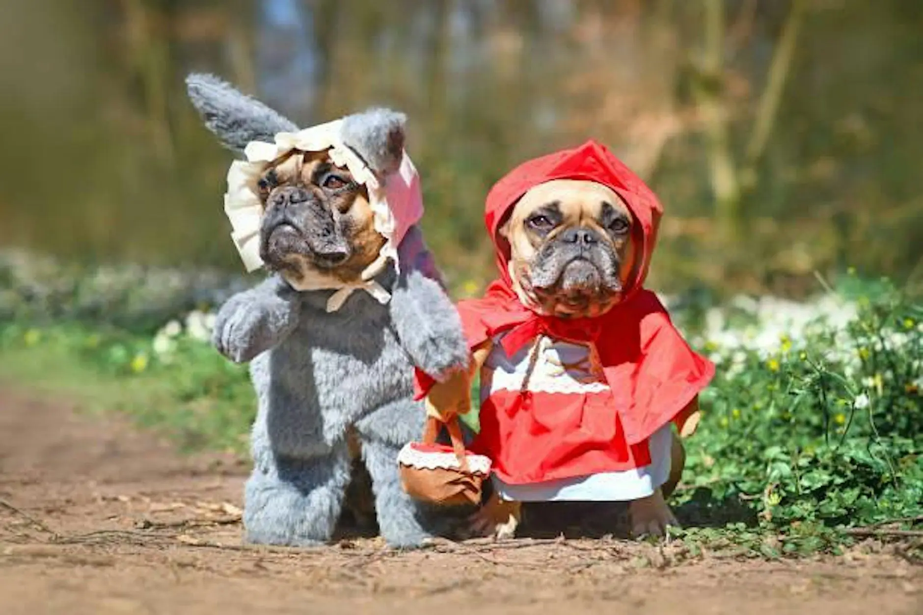 Singles Pet Costume Competition! (San Francisco)
