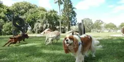 [Free] Mississauga Dog Walking Social - Paws & Connection