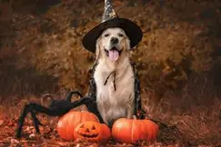 LGBTQ+ Singles Pet Competition (Halloween)